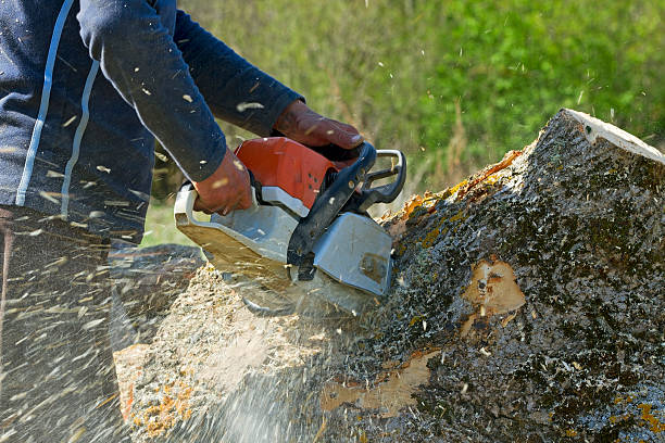 Why Choose Our Tree Removal Services in Kemah, TX?